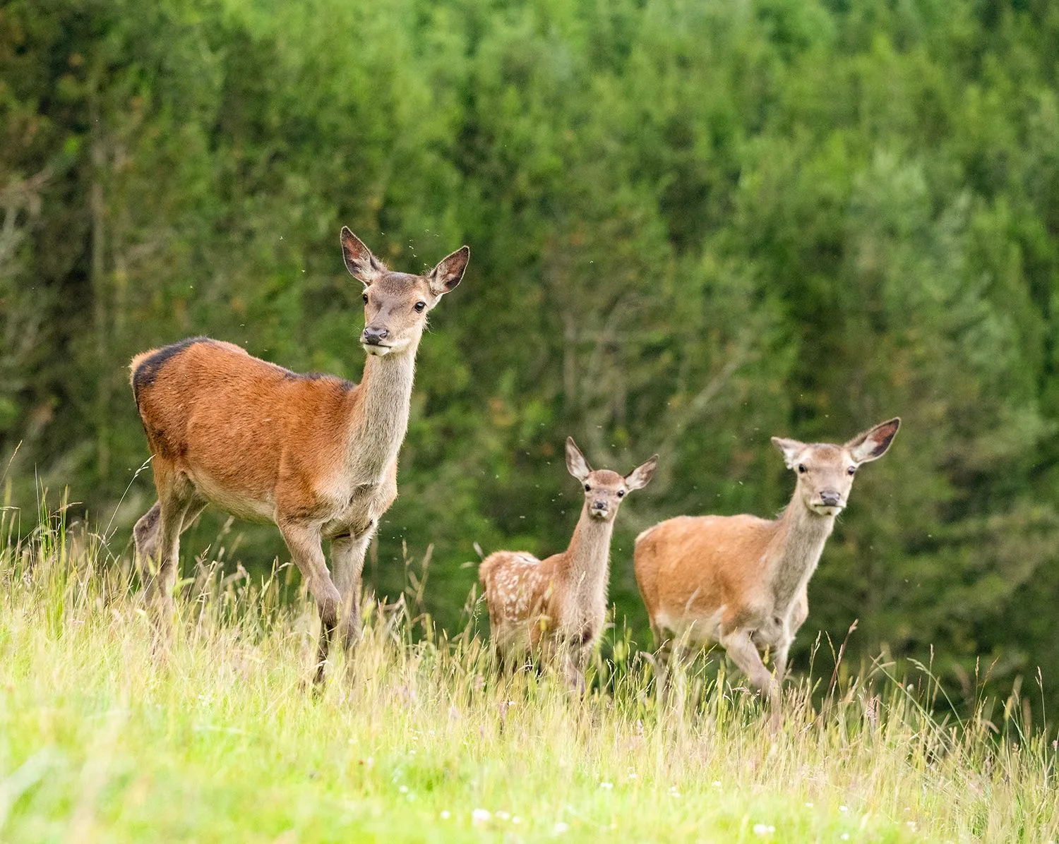 Red deer in the long grass at the forest edge — the open ground of the old hill farm