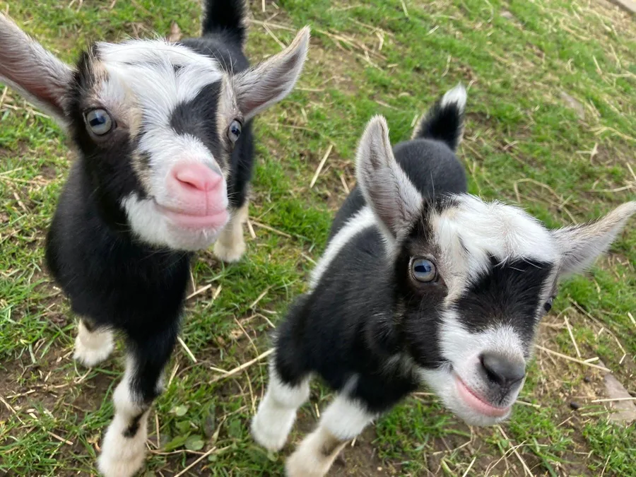 Young goats at the farm