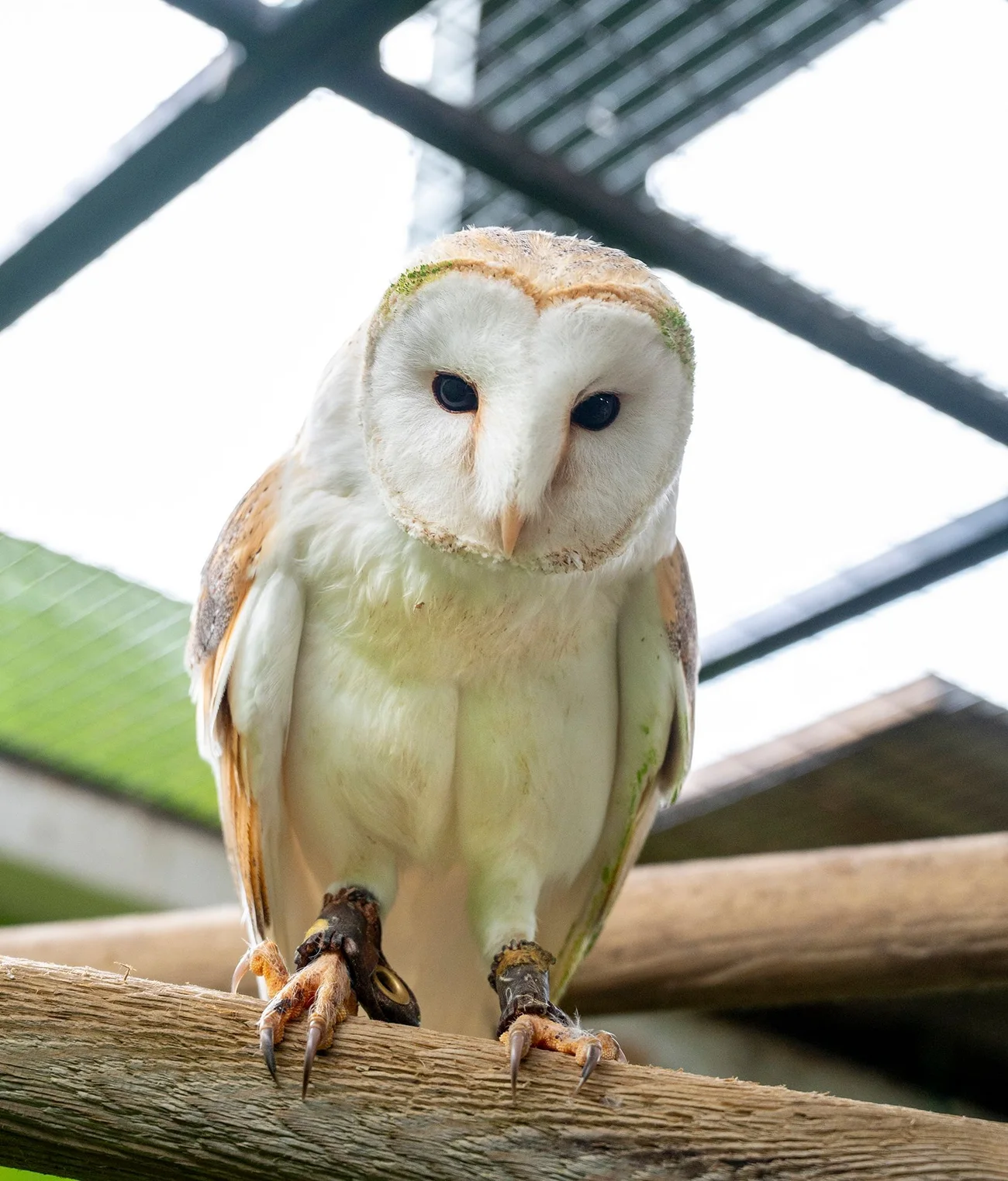 A barn owl perched at Perthshire Zoo