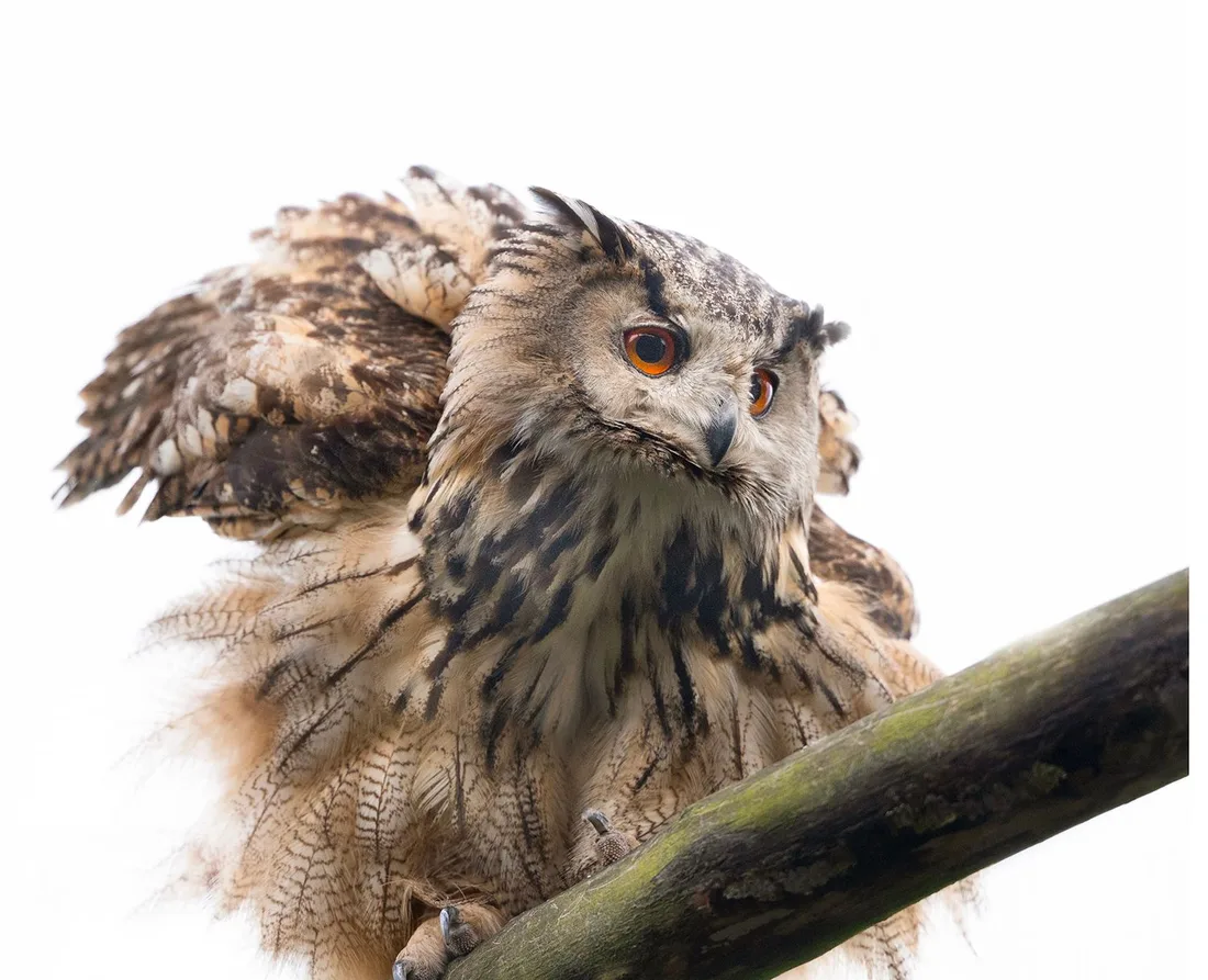 A Eurasian eagle-owl with wings spread at Perthshire Zoo