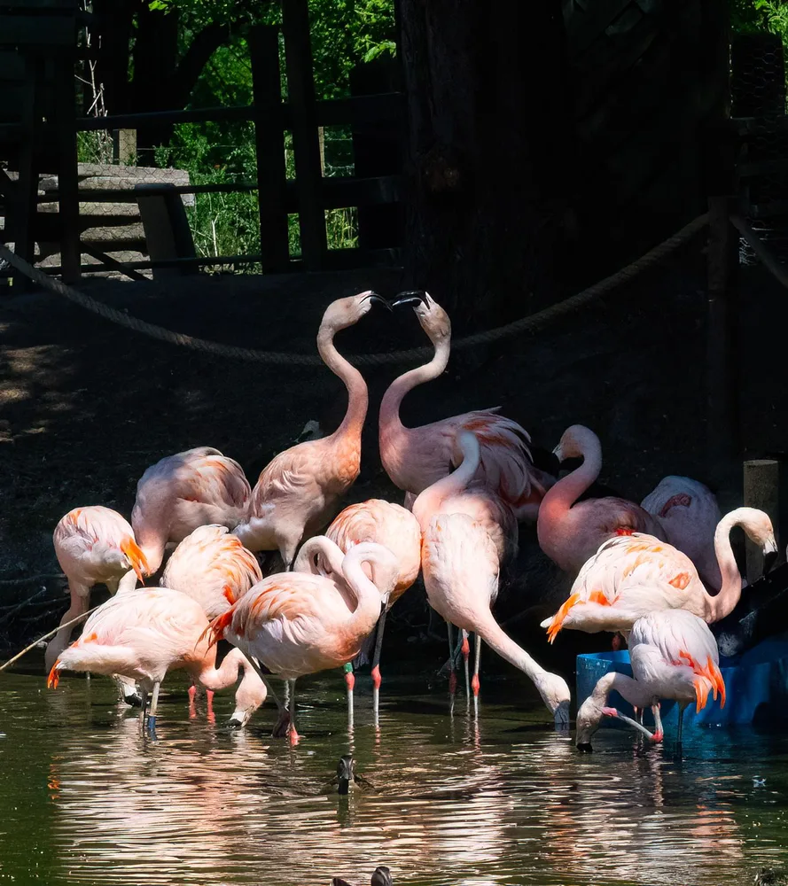 Flamingos at Perthshire Zoo — exotic species on a Perthshire hillside