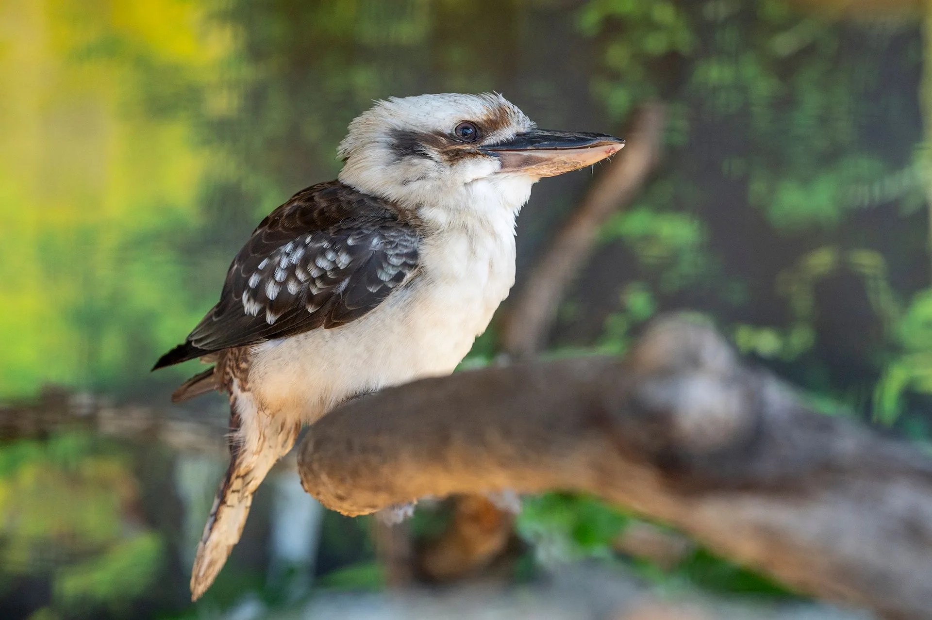 A laughing kookaburra among greenery — one of the birds visitors meet at keeper talks