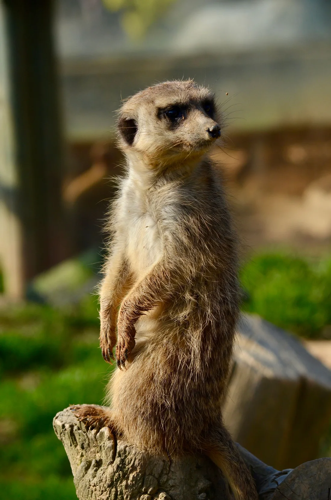 A meerkat standing tall at Perthshire Zoo