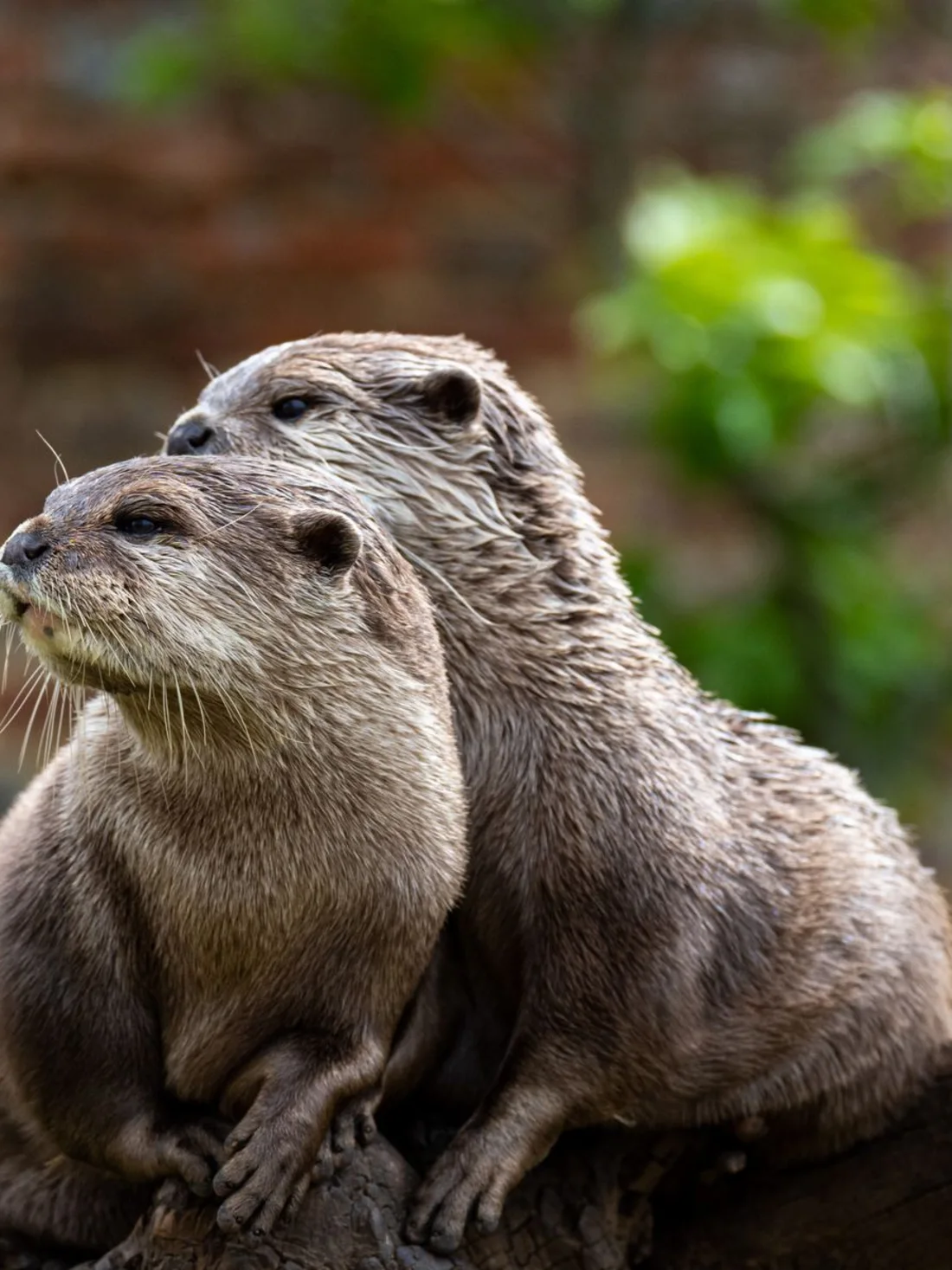 An Asian short-clawed otter at Perthshire Zoo