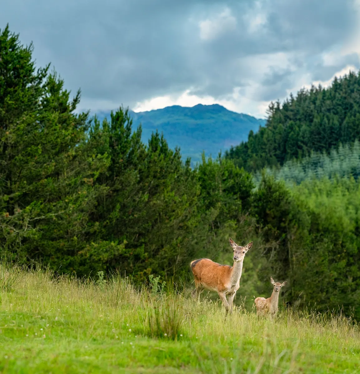 Red deer in the Highland landscape around Perthshire Zoo