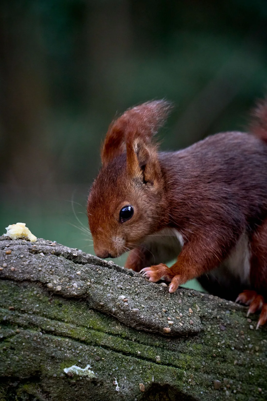 A recovered red squirrel back among the trees