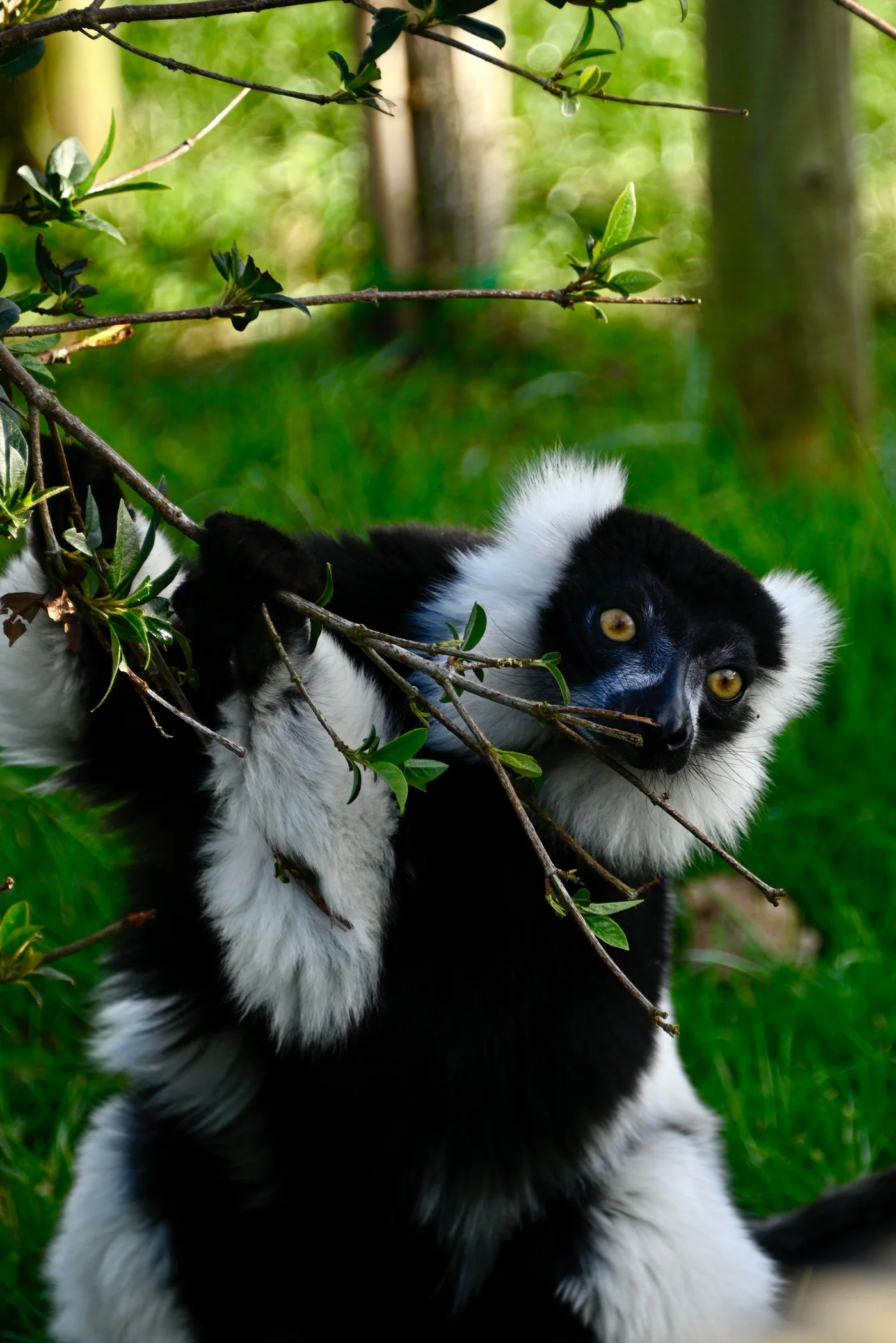 A black-and-white ruffed lemur at Perthshire Zoo