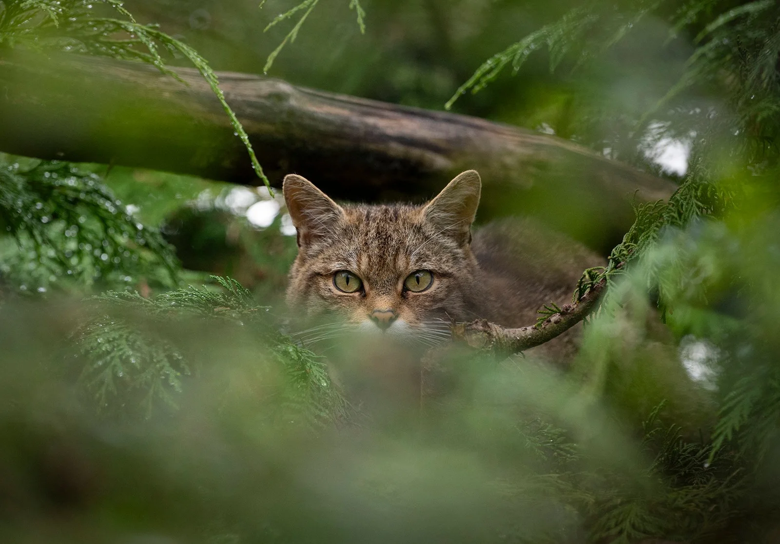 A Scottish wildcat, one of Britain’s most endangered mammals