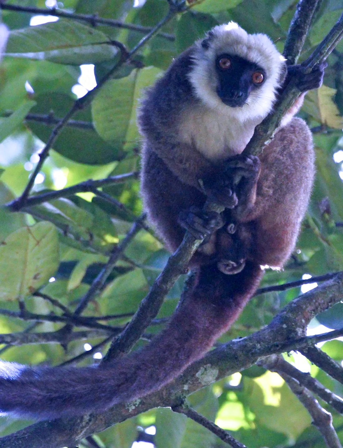 A white-fronted brown lemur at Perthshire Zoo
