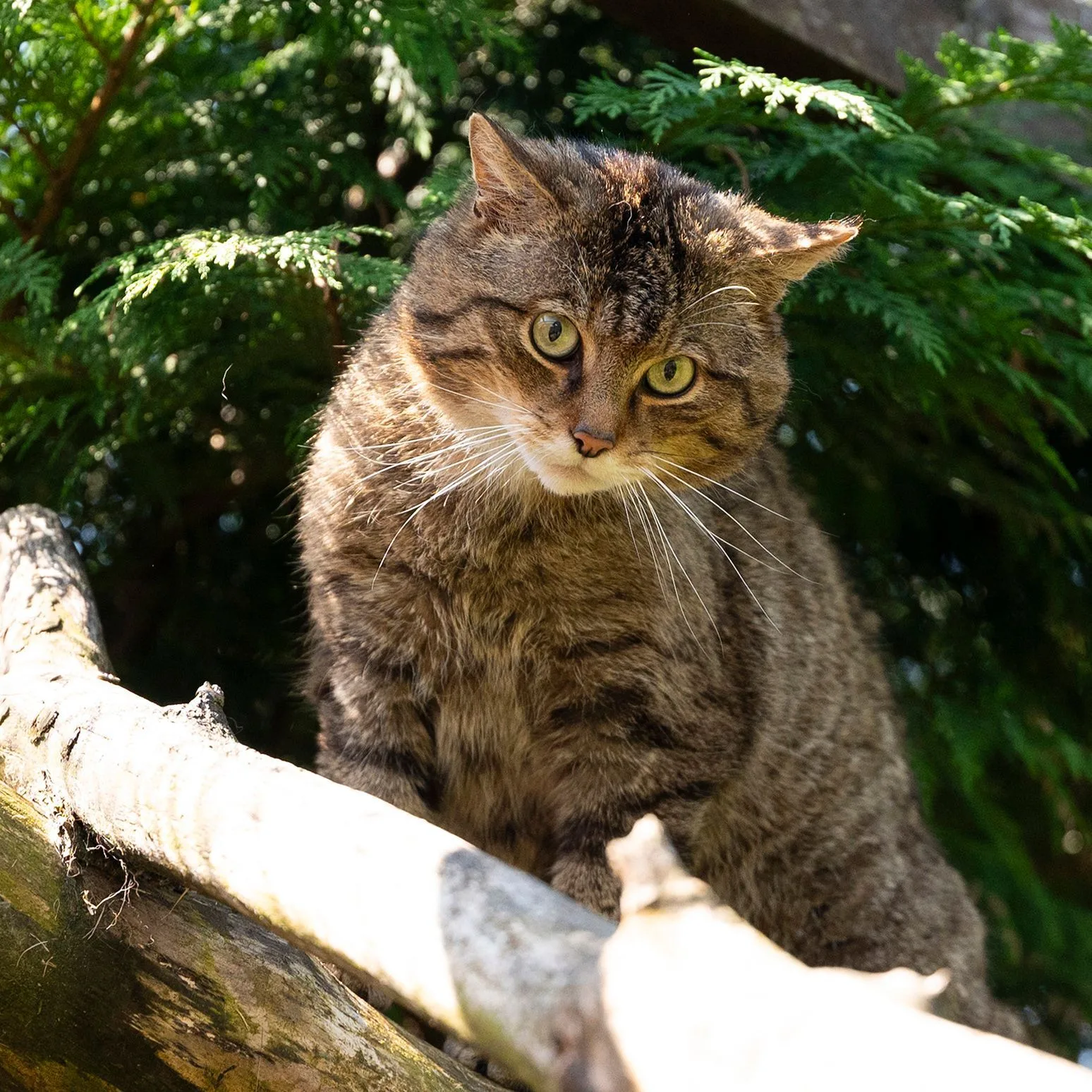 A Scottish wildcat sitting in the open on a fallen log at Perthshire Zoo
