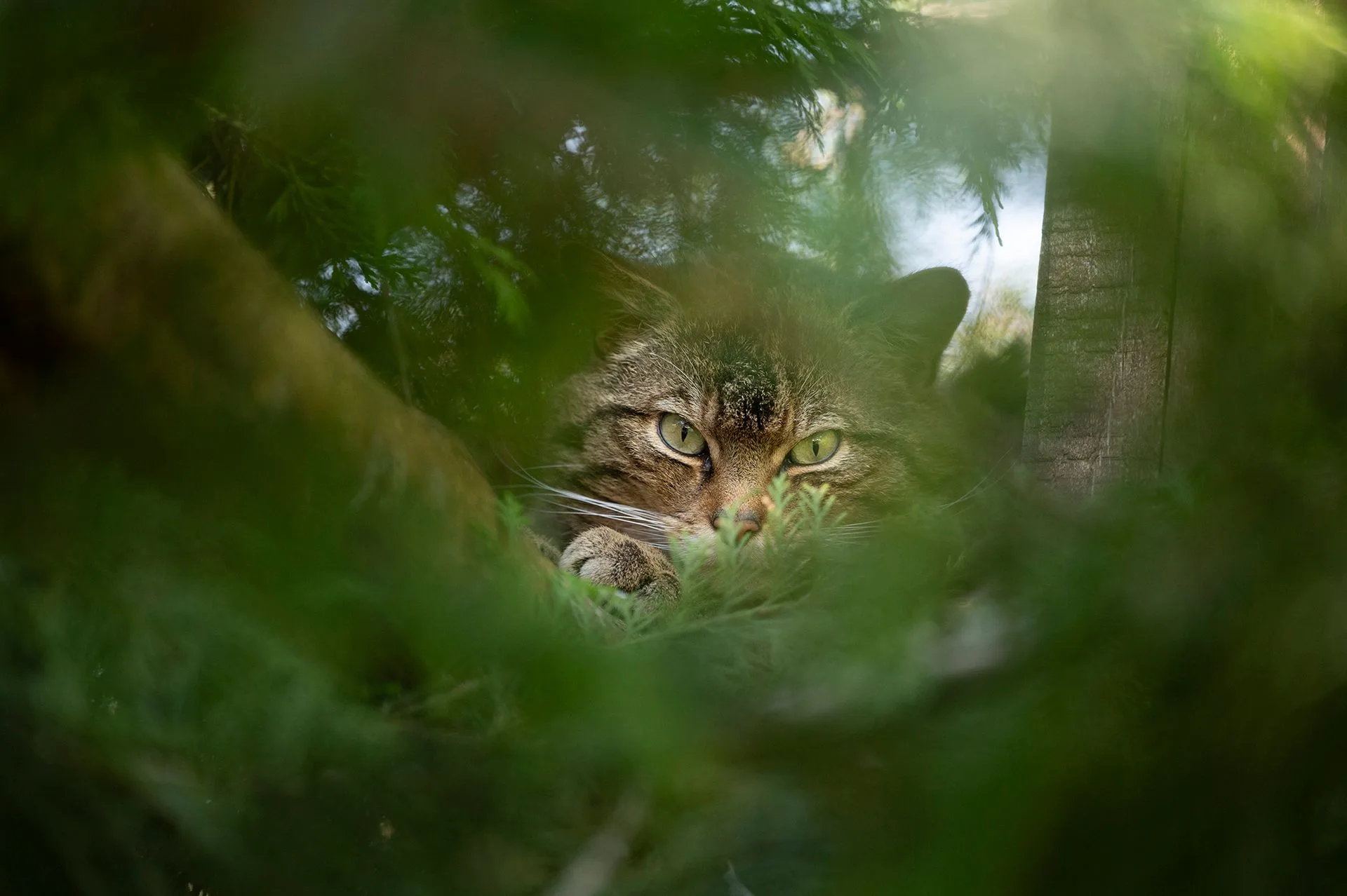 A Scottish wildcat watching through dark foliage at Perthshire Zoo — the species is this hard to see in the wild