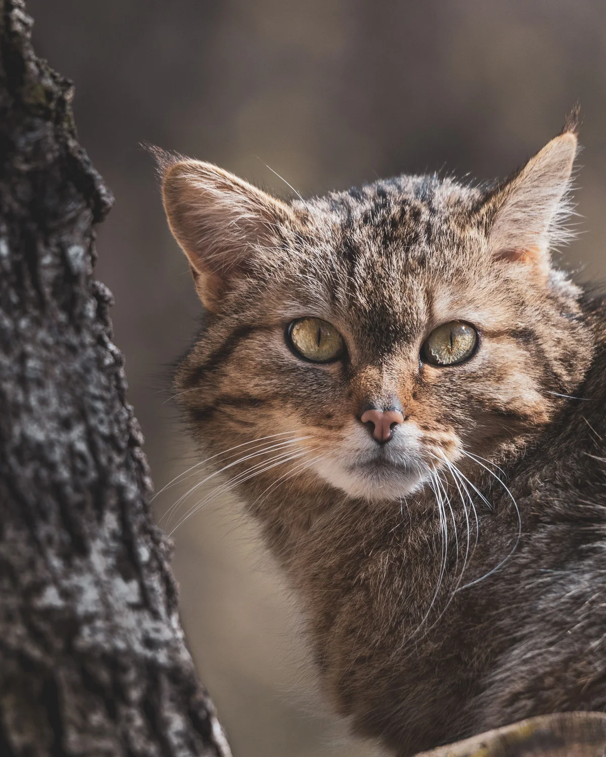 A Scottish wildcat — one of Britain’s most endangered mammals — at Perthshire Zoo