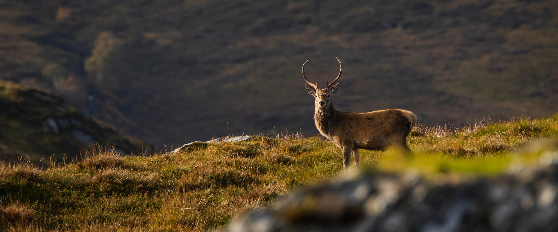 A red deer stag at golden hour on a Scottish Highland hillside, a waterfall behind