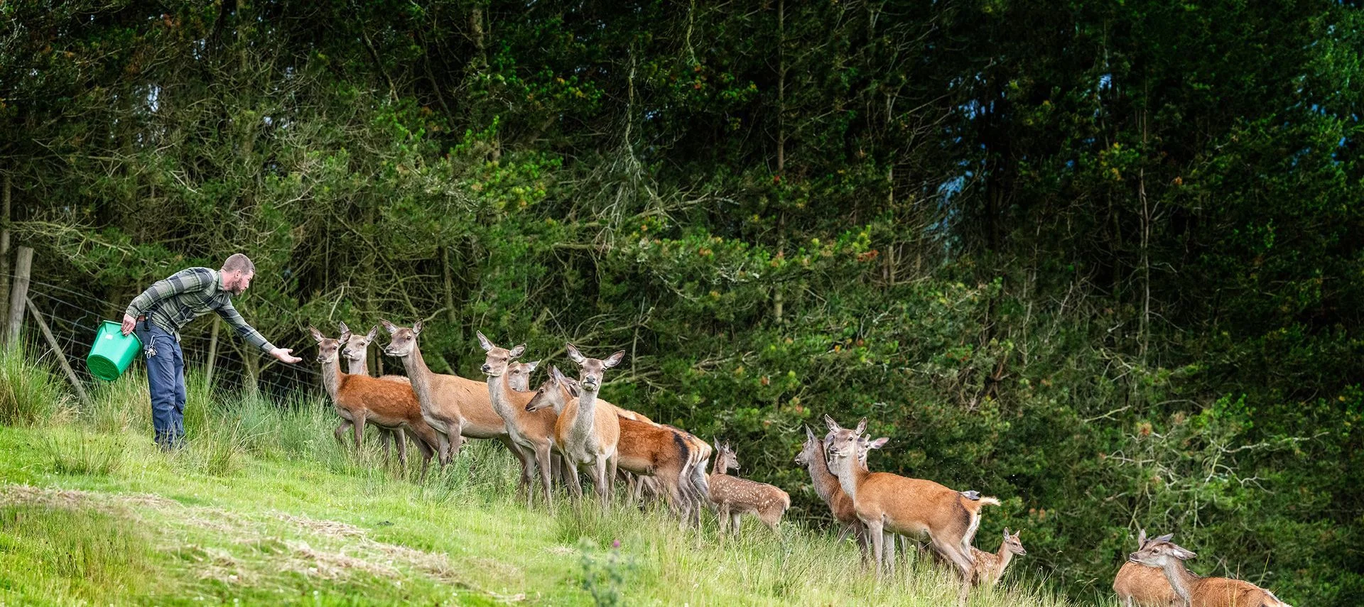 A keeper hand-feeding the red deer herd on the hillside at Auchingarrich — care at the heart of the charity