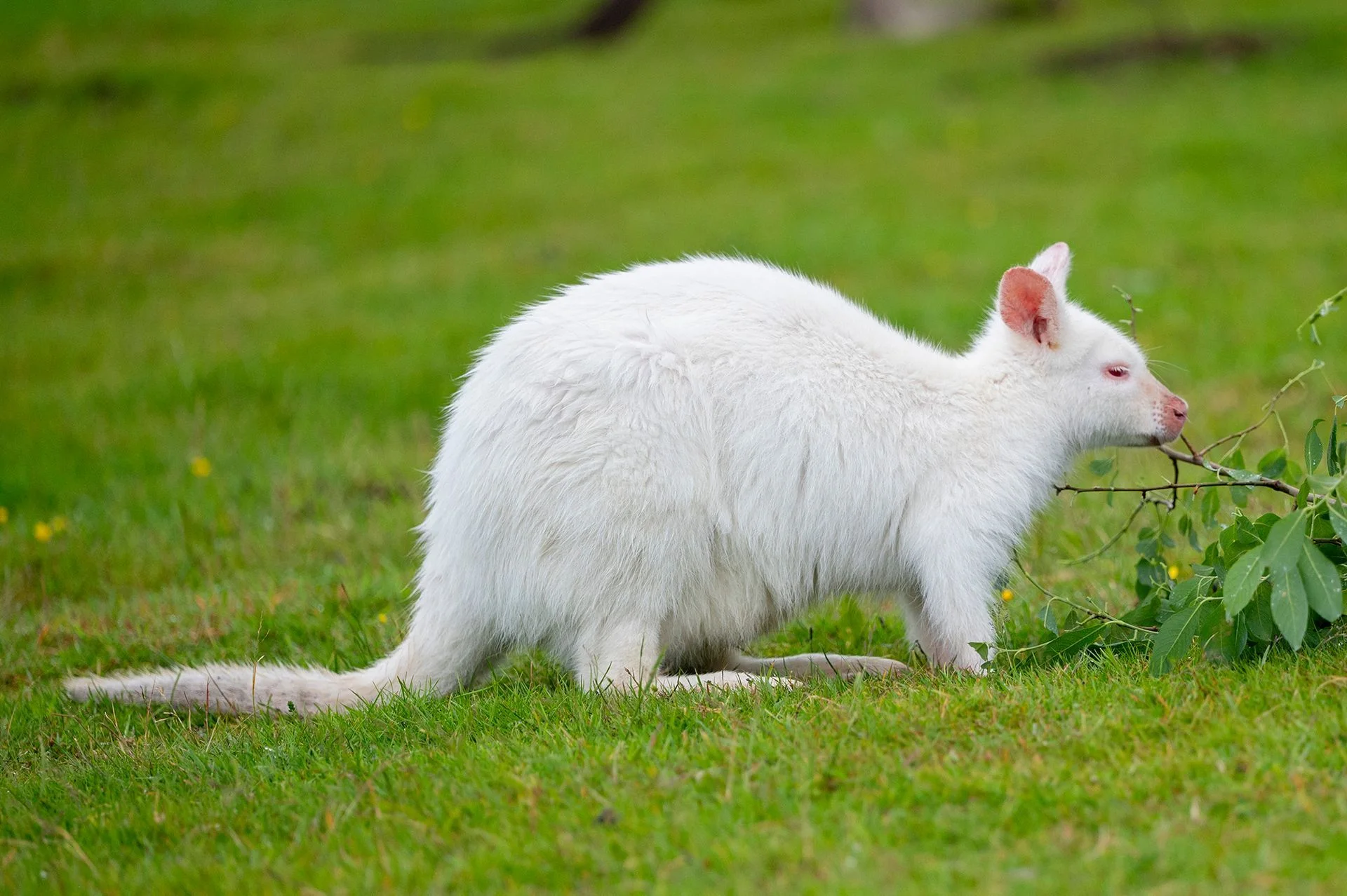 A white wallaby on level grass in the step-free Australia Walkthrough at Perthshire Zoo